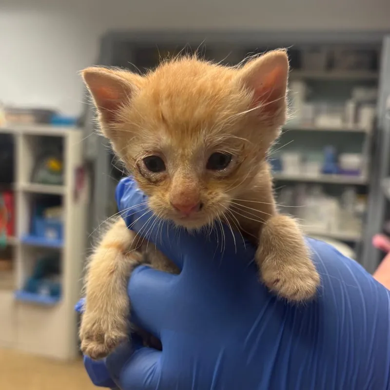 A baby small-sized male Orange / Red Domestic Short Hair cat named Kumato for adoption in Birdsboro, PA