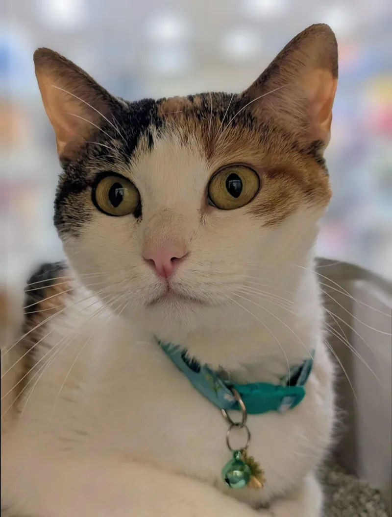 Pebbles thumbnail 2
