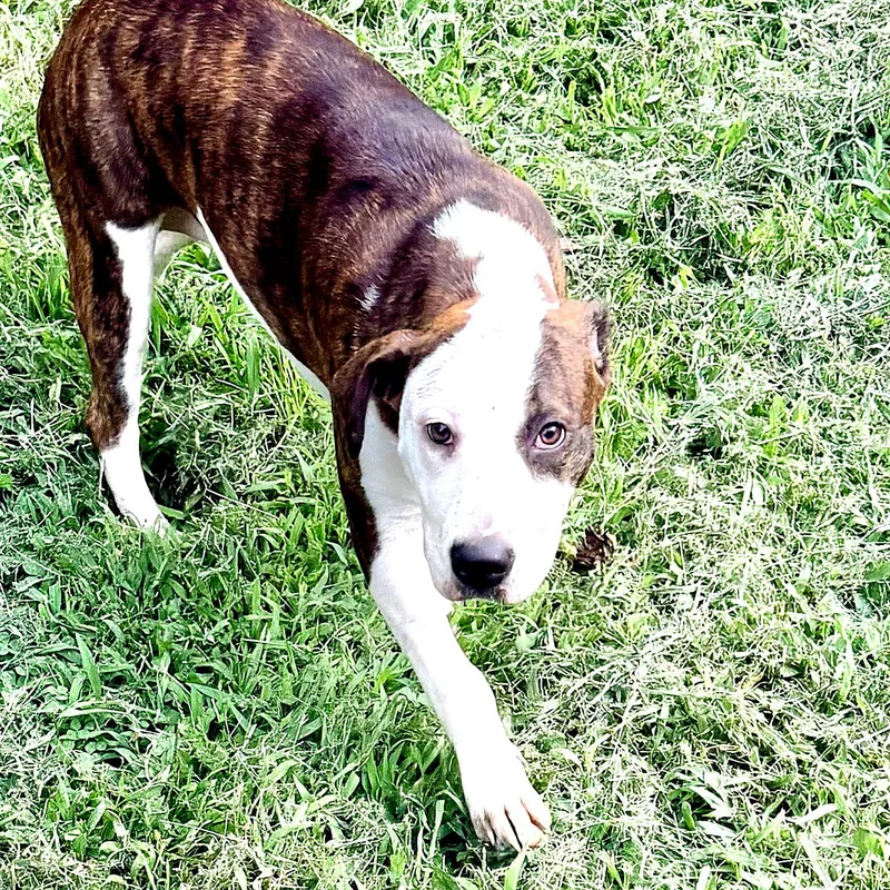 A baby medium-sized female Pit Bull Terrier dog named Diana for adoption in Petersburg, VA