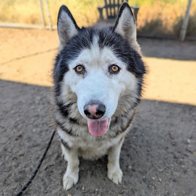 A senior extra large-sized male Alaskan Malamute dog named Oban for adoption in Oakland, CA
