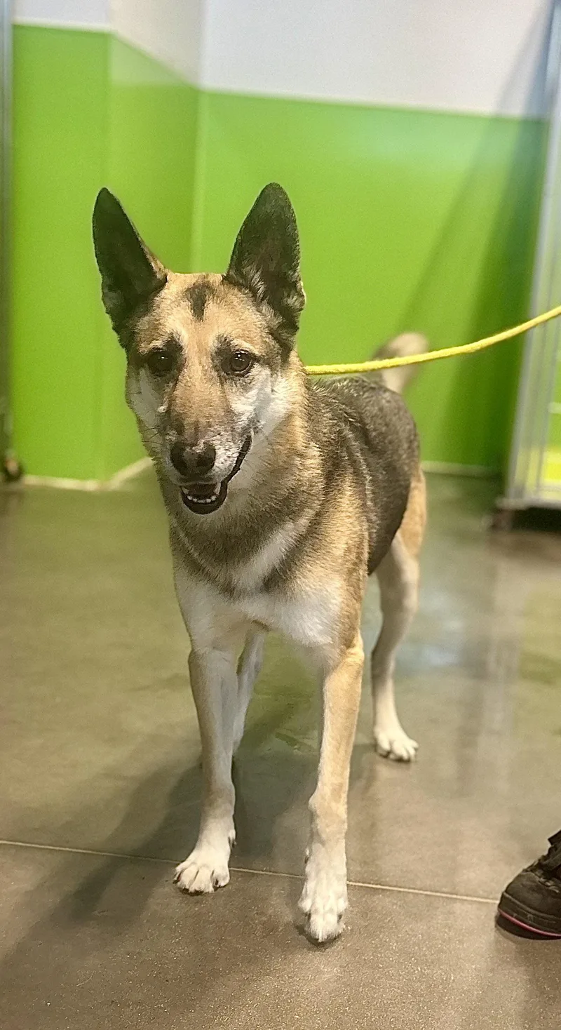 An adult large-sized male German Shepherd Dog dog named Axel for adoption in Euless, TX