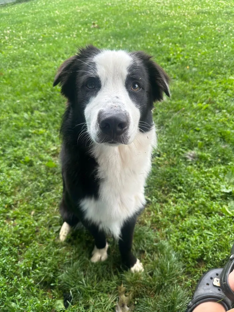 A young medium-sized male Black Border Collie dog named Orca for adoption in Myerstown, PA