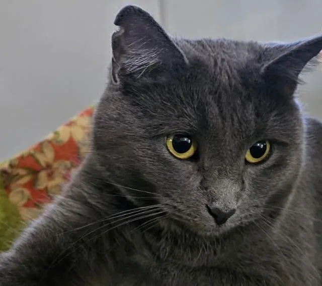 An adult medium-sized female Russian Blue cat named Gracie for adoption in Panora, IA