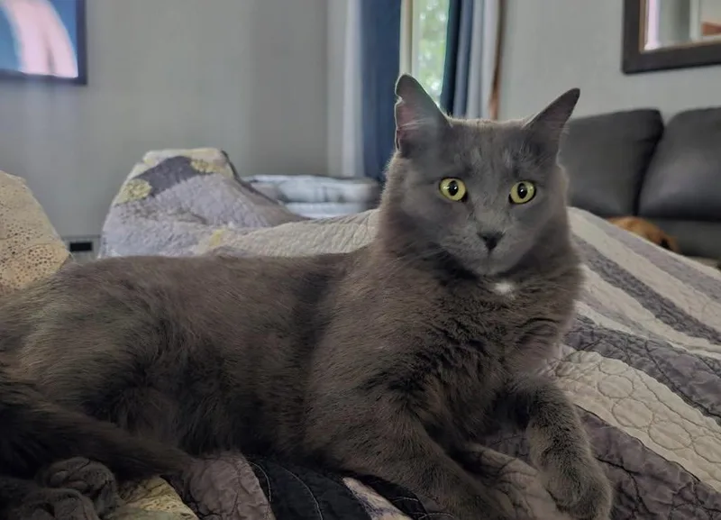 Gracie thumbnail 2