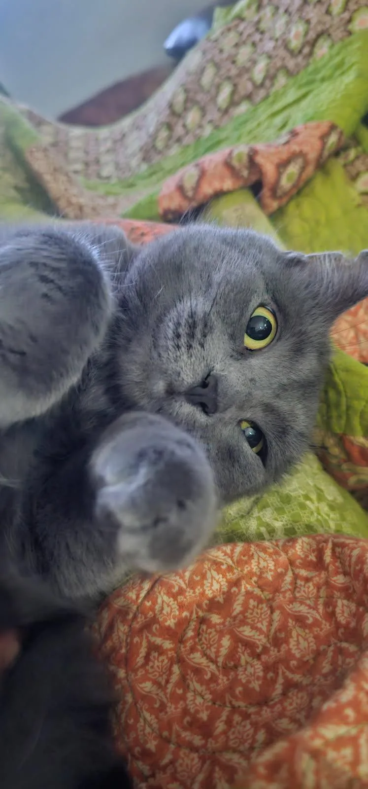 Gracie thumbnail 5