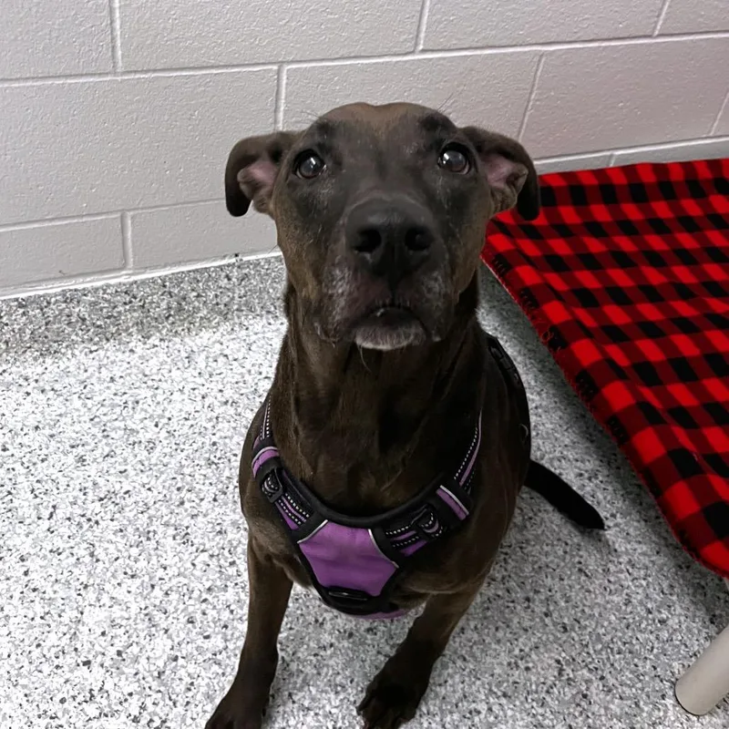 A senior medium-sized female Black Terrier dog named Olive for adoption in Fort Wayne, IN