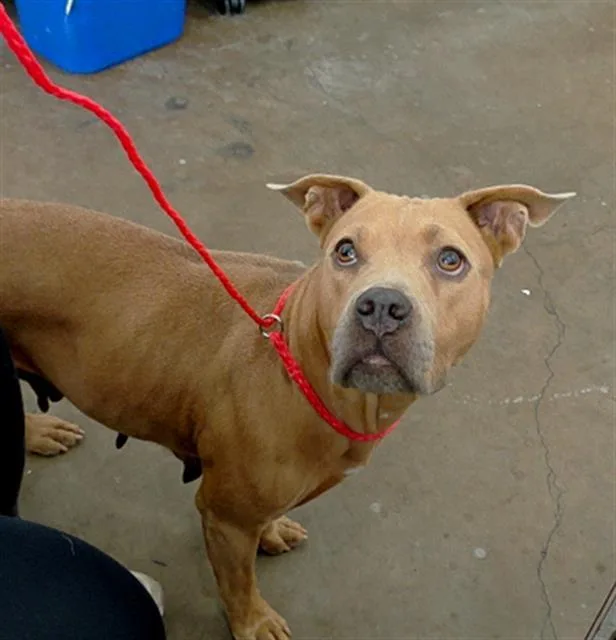 An adult medium-sized female Mixed Breed dog named Birdie for adoption in Dallas, TX