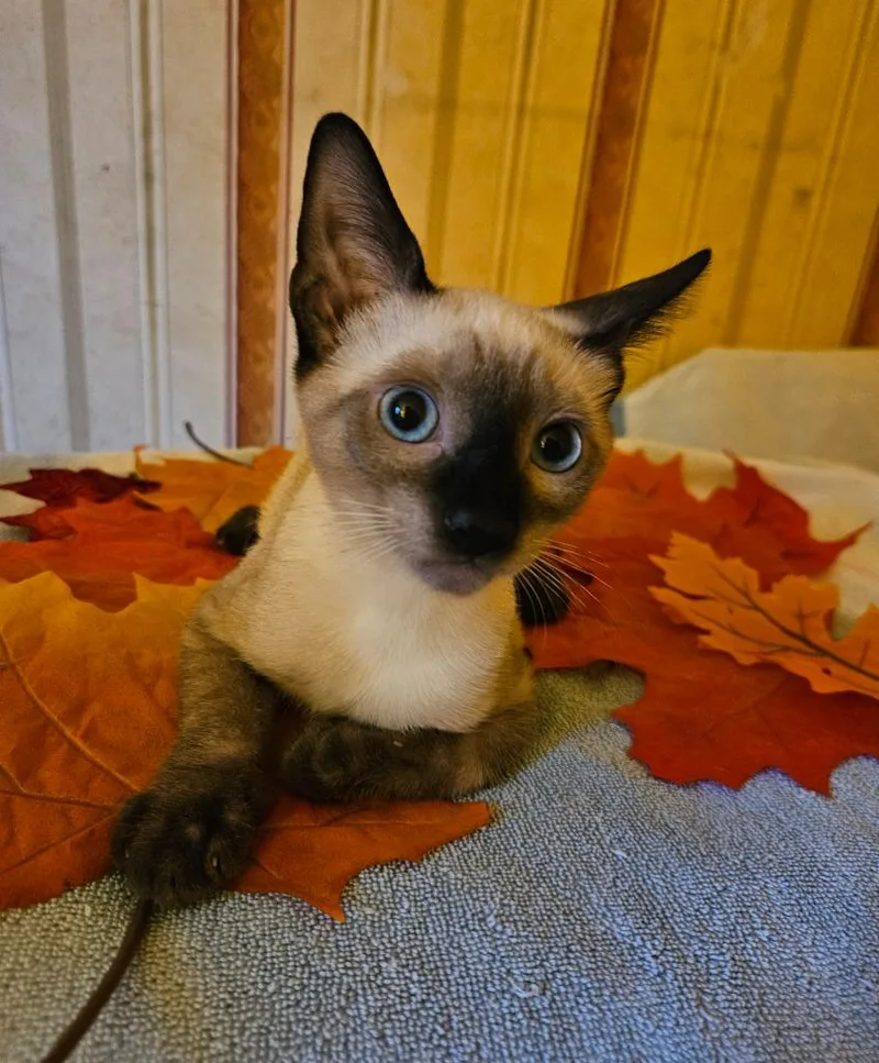 A baby medium-sized male Siamese cat named Q Tip for adoption in Youngsville, NC