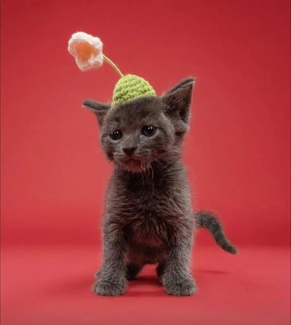 A baby small-sized female Domestic Short Hair cat named Emerald for adoption in Miami, FL