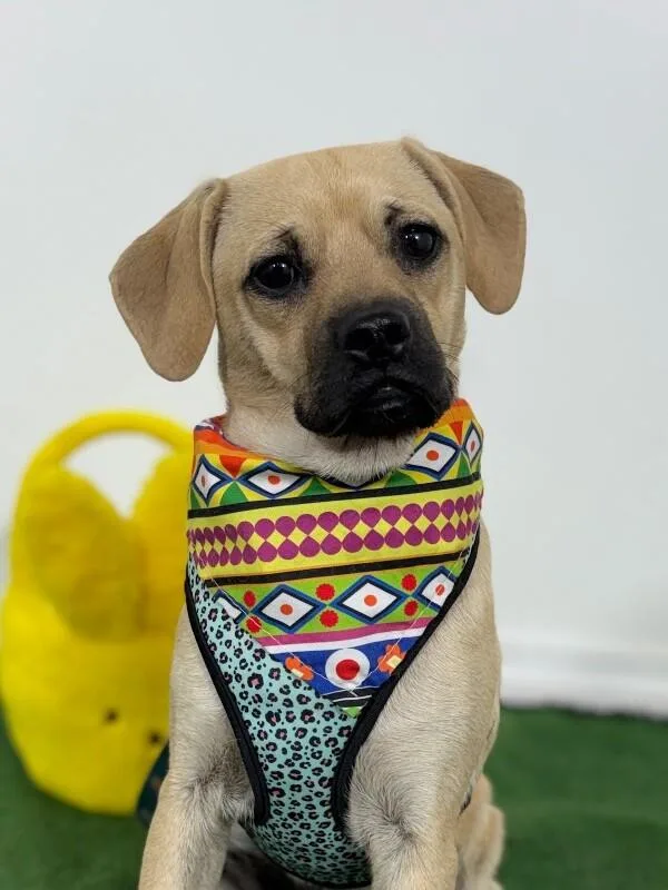 A baby small-sized male Yellow / Tan / Blond / Fawn Pug dog named John for adoption in Carlsbad, CA