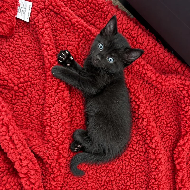 A baby small-sized female Black Domestic Short Hair cat named Pepper for adoption in Tustin, CA