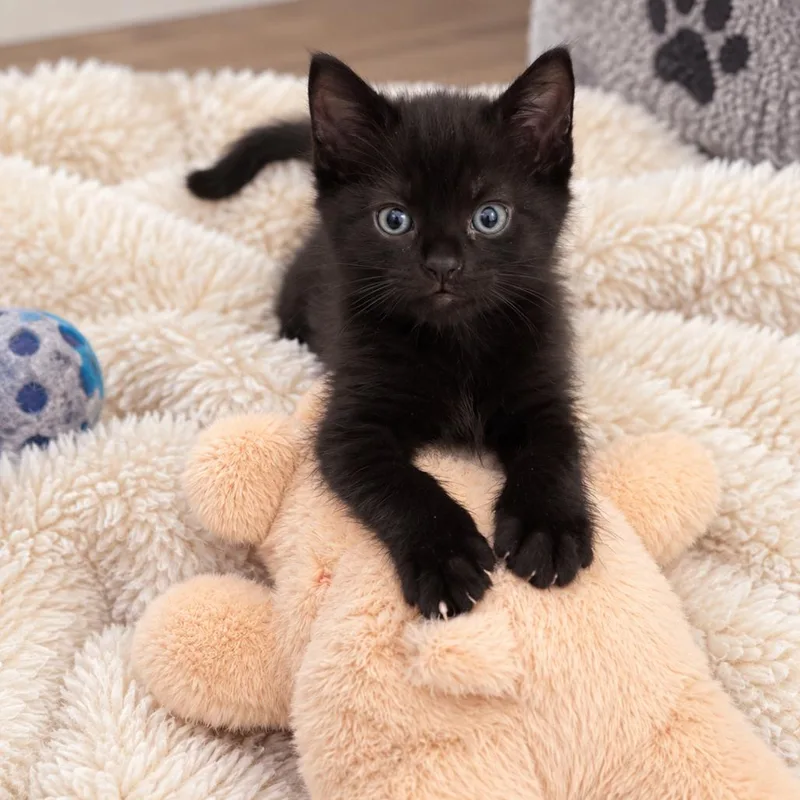 Pepper thumbnail 2