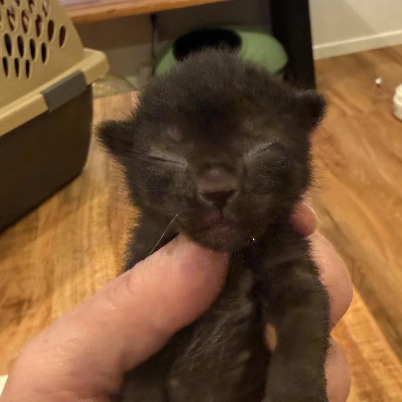 Pepper thumbnail 3