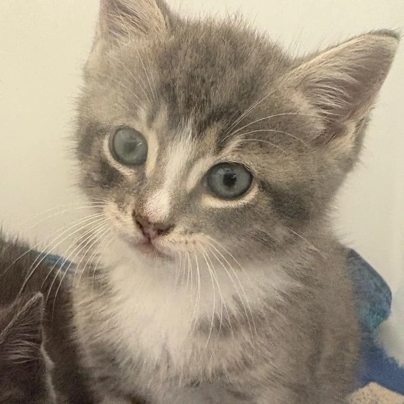 A baby small-sized male Gray / Blue / Silver Domestic Short Hair cat named Pip for adoption in Columbus, GA