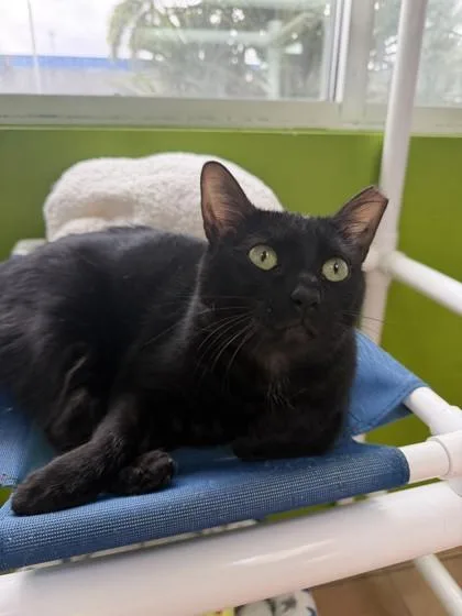 Lady Bug thumbnail 2