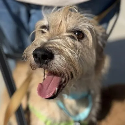 A senior small-sized male Mixed Breed dog named Wesley for adoption in Janesville, WI
