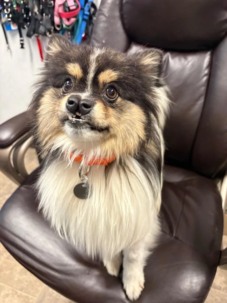 A young small-sized male Pomeranian dog named Horace for adoption in Reno, NV