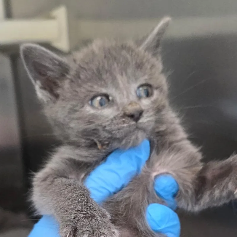 A baby small-sized female Gray / Blue / Silver Domestic Short Hair cat named Christmas Cactus for adoption in Chatham, VA