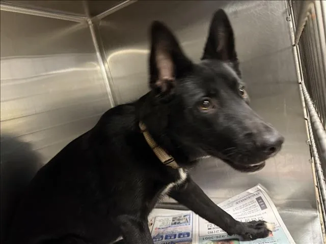 A young medium-sized male German Shepherd Dog dog named Shadow for adoption in Van Nuys, CA