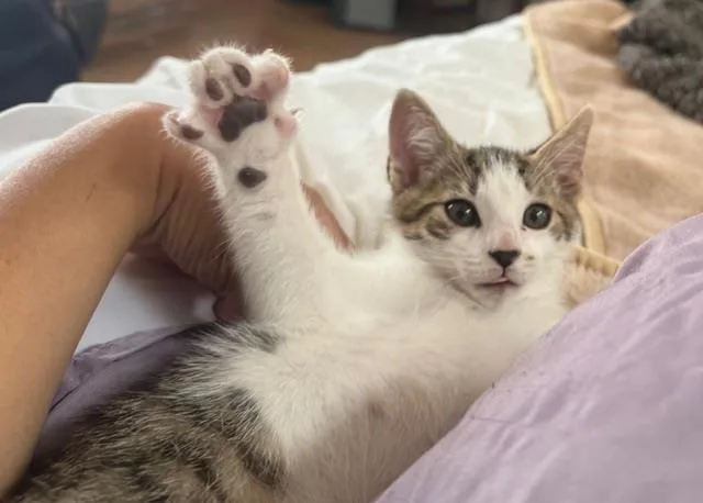 A baby small-sized male Brown / Chocolate Domestic Short Hair cat named Tigtig for adoption in La Jolla, CA