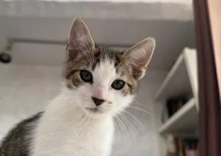 Tigtig thumbnail 3