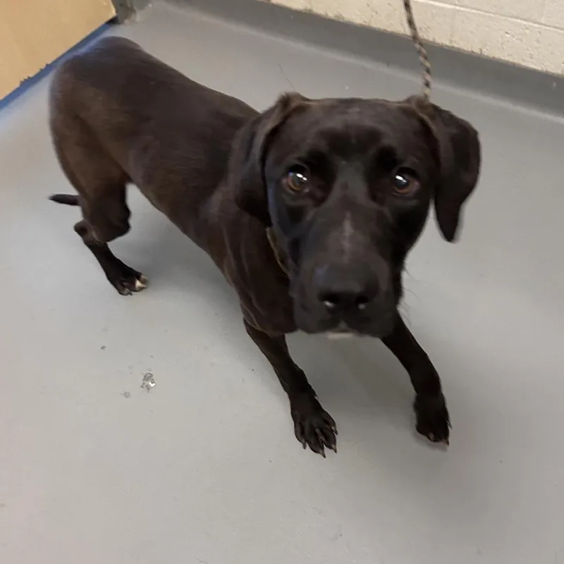 A young medium-sized male Black Mixed Breed dog named Bacardi for adoption in Asheville, NC