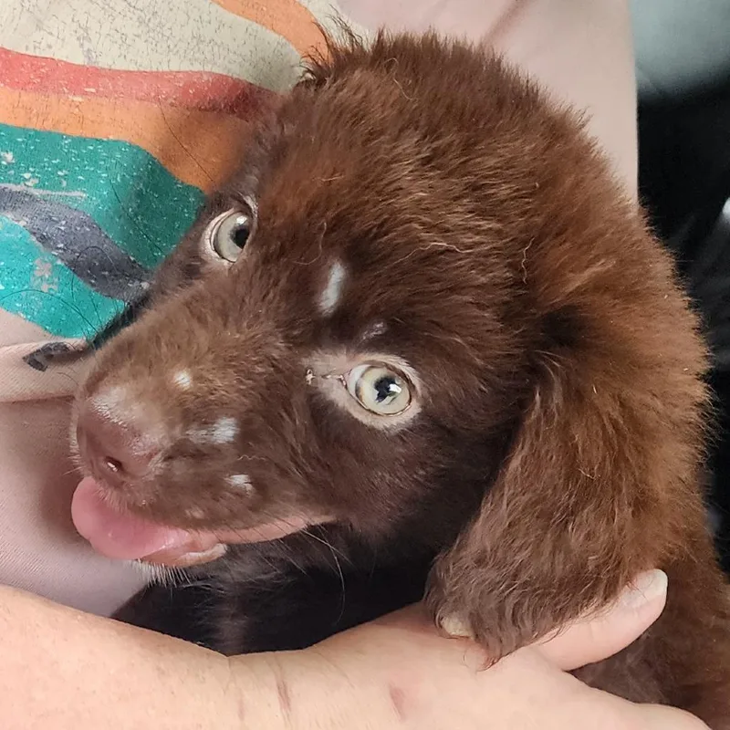 A baby small-sized male Red / Chestnut / Orange Mixed Breed dog named Frisco for adoption in Charleston, WV
