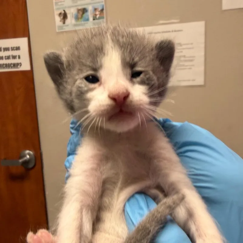 A baby small-sized male Gray / Blue / Silver Domestic Short Hair cat named Paddywack for adoption in Kanab, UT