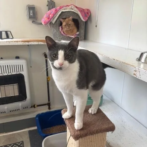 An adult medium-sized female Gray & White Domestic Short Hair cat named Ashley for adoption in Ashland, OH