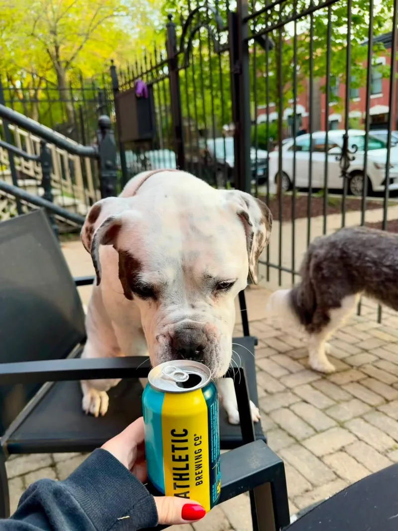An adult large-sized female Boxer dog named Ada for adoption in Torrington, CT