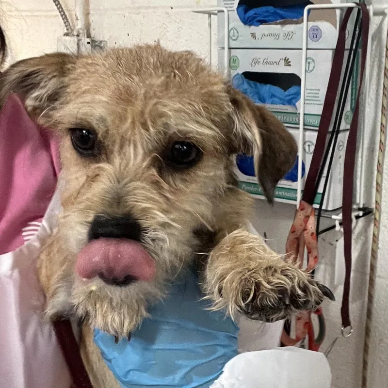 A baby small-sized female Terrier dog named Sierra for adoption in Edinburg, TX