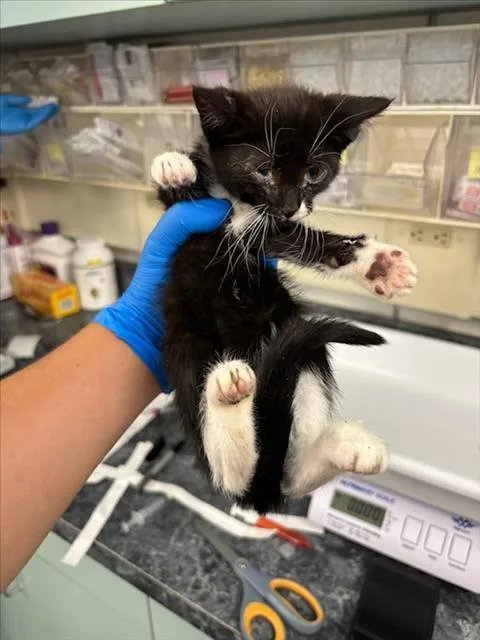A baby small-sized female Black & White / Tuxedo Domestic Short Hair cat named Clove for adoption in Woodland, CA