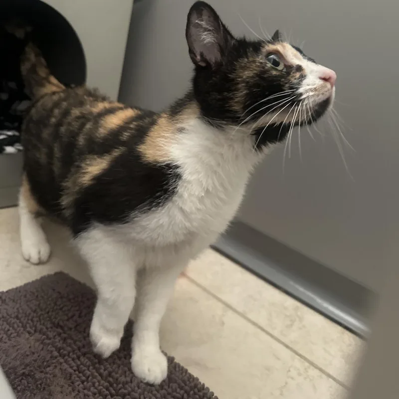 An adult medium-sized female Calico Domestic Short Hair cat named Boots for adoption in Ojai, CA