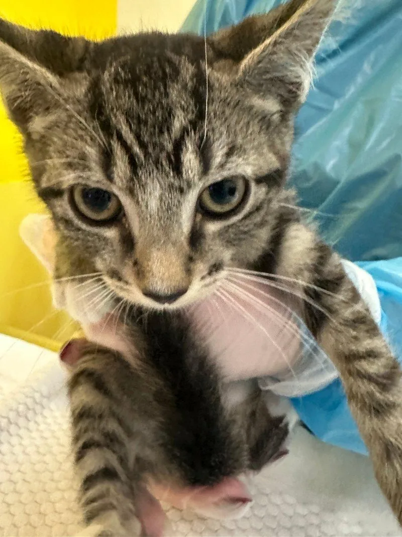Orzo