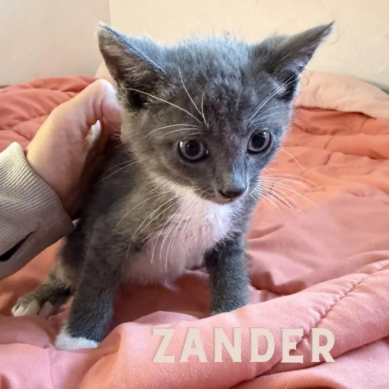 A baby small-sized male Gray / Blue / Silver Domestic Short Hair cat named Zander for adoption in Westminster, CA
