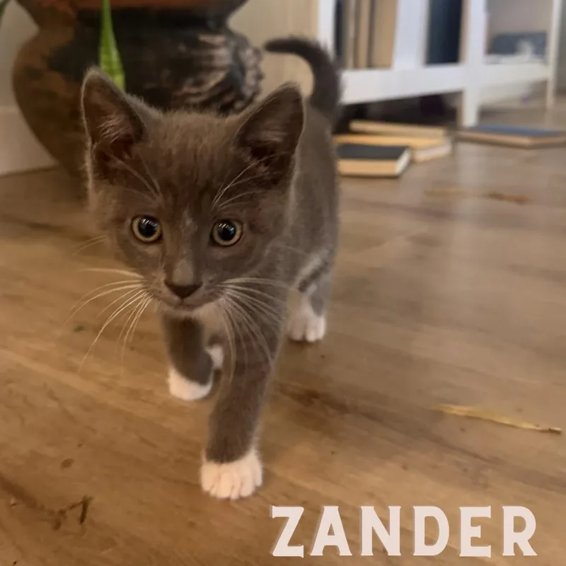 Zander thumbnail 3