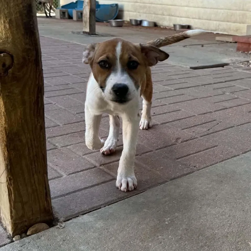 A baby medium-sized male Labrador Retriever dog named Tye for adoption in Spring, TX