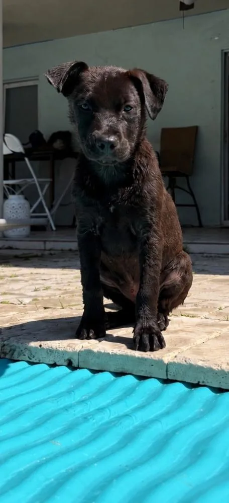 A baby medium-sized female Labrador Retriever dog named Zoe for adoption in Lake Worth, FL