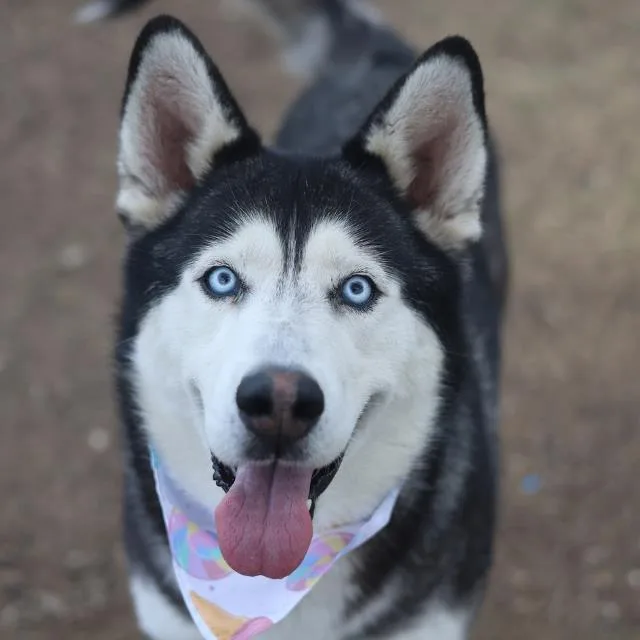 A young medium-sized male Husky dog named Jingle for adoption in San Antonio, TX