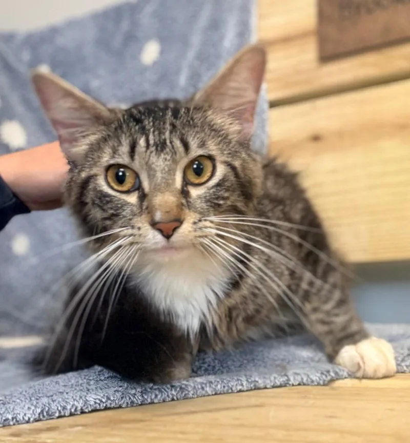 A young medium-sized male Domestic Long Hair cat named Zak for adoption in North Vernon, IN