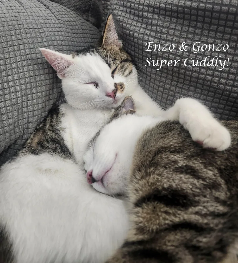 Enzo & Gonzo thumbnail 2