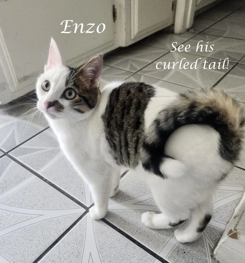 Enzo & Gonzo thumbnail 3