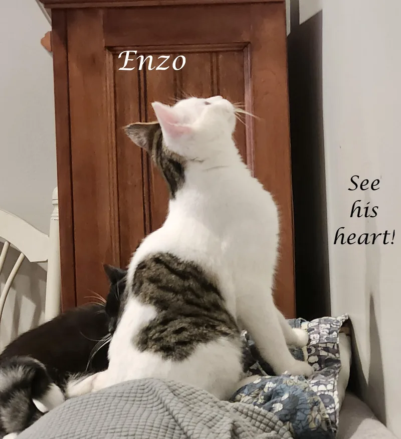 Enzo & Gonzo thumbnail 4