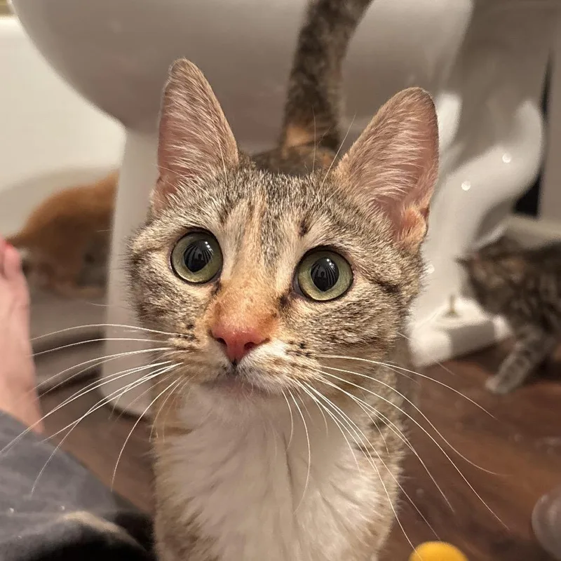 A young medium-sized female Calico Domestic Short Hair cat named Faye for adoption in Overland Park, KS