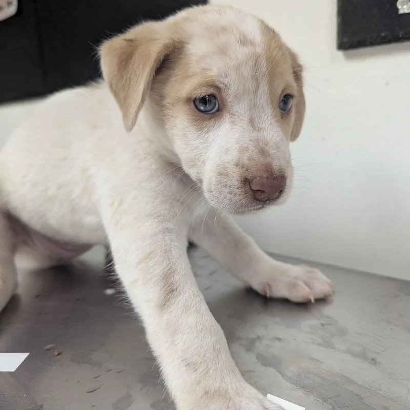 A baby small-sized female White / Cream Labrador Retriever dog named Unicorn for adoption in Parrish, AL