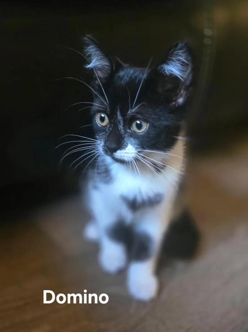 A baby medium-sized female Black & White / Tuxedo Domestic Short Hair cat named Domino for adoption in Chicopee, MA