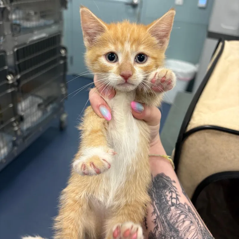 A baby small-sized female Orange / Red American Shorthair cat named Ginger for adoption in Greensboro, NC