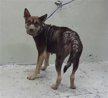An adult large-sized female German Shepherd Dog dog named A for adoption in Houston, TX