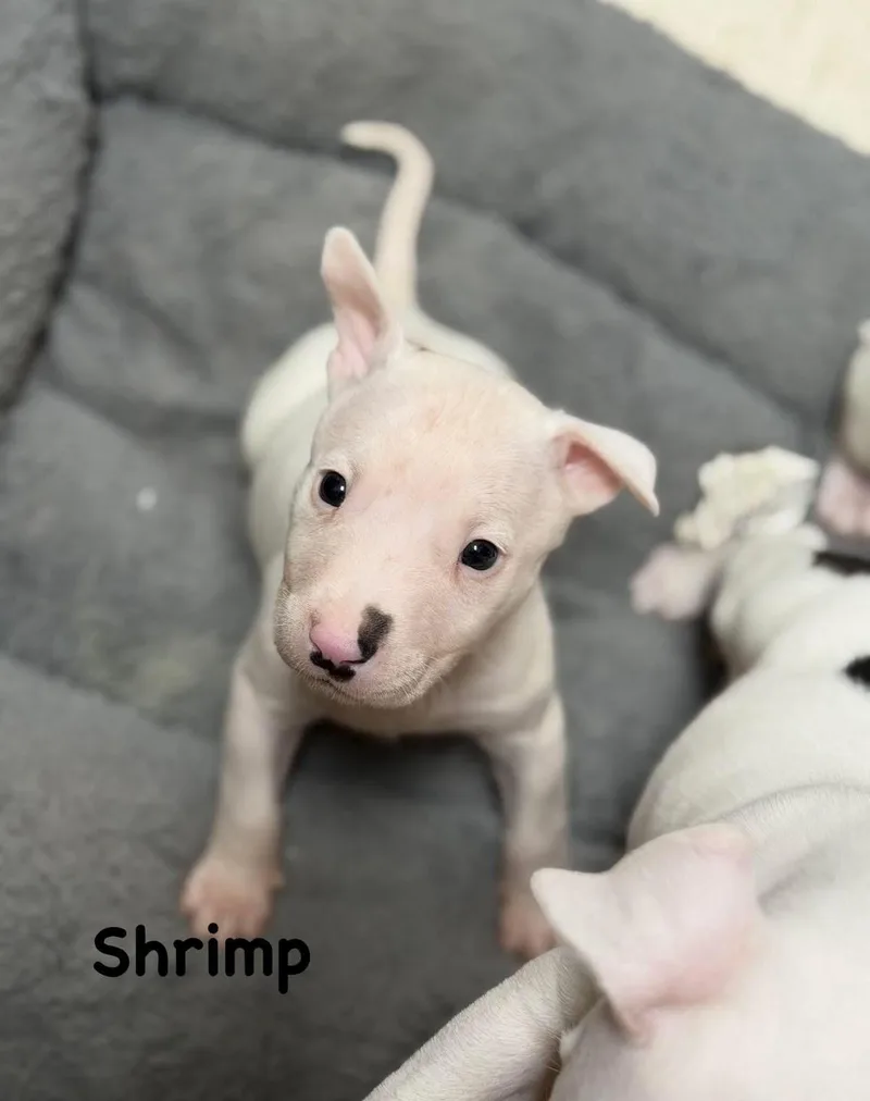 Shrimp