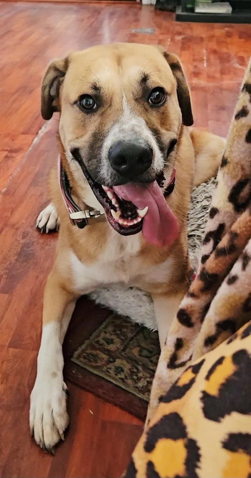 A young large-sized male Golden German Shepherd Dog dog named Harley for adoption in Huntington Beach, CA